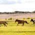 The Mighty Mongol Horse